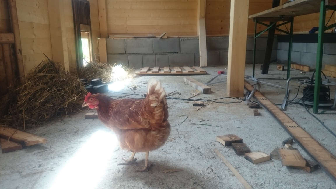 Im Frühling 2018 starteten SoLawi-Mitglieder mit dem Bau eines Hühnerstalles, sie hatten Hühner gerettet und unser damaliger Stall am Hof war für die neuen Hühner zu klein geworden. Die Idee einer eigenen Solawi für Eier wurde damit geboren. Hier inspiziert eine Henne den Baufortschritt des neuen Stalles.