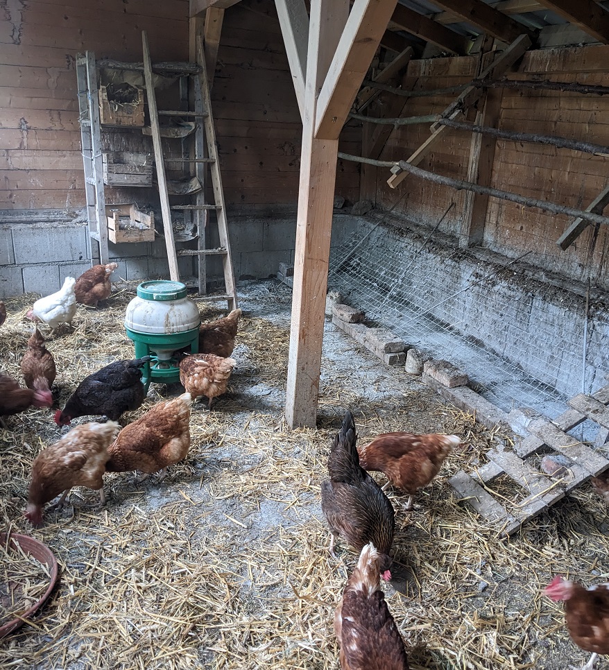 Der Stall von Innen. Unter den Hühnern sind auch Altsteirer Hühner, eine Henne ist im Vordergrund zu sehen. Sie haben ein hübsches dunkelbraunes Tarngefieder und waren früher die lokale übliche Hausrasse. Sie gehören zu den vom aussterben bedrohten Haustierrassen weil sie 'nur' etwa 160 Eier pro Jahr legen - wir versuchen sie zu erhalten.