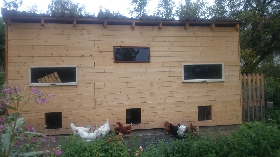 Im Sommer war der neue Stall fertig und die Hühnerherde konnte einziehen. Rundherum ist ein großer Auslauf mit vielen Bäumen und Büschen.